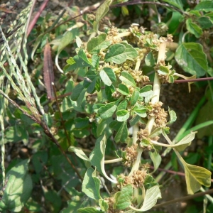  - Amaranthus blitum subsp. emarginatus (Salzm. ex Uline & W.L.Bray) Carretero, Muñoz Garm. & Pedrol [1987]