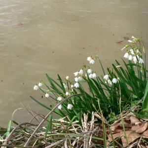 Photographie n°18575 du taxon Leucojum aestivum L.