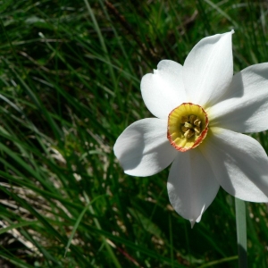 Photographie n°18578 du taxon Narcissus poeticus L. [1753]
