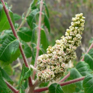 Photographie n°18591 du taxon Rhus coriaria L. [1753]