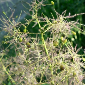 Photographie n°18592 du taxon Cotinus coggygria Scop. [1771]