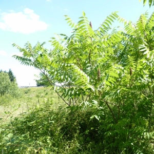 Photographie n°18599 du taxon Rhus typhina L. [1756]