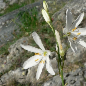 Photographie n°18606 du taxon Anthericum liliago L. [1753]