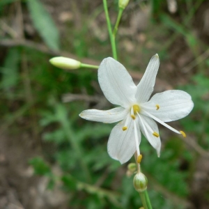 Photographie n°18608 du taxon Anthericum ramosum L.