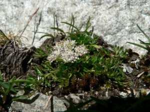 Mathieu MENAND, le 15 juillet 2008 (Saint-Gervais-les-Bains)