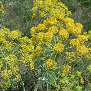 Photographie n°18636 du taxon Thapsia villosa L. [1753]