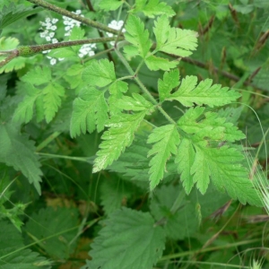 Photographie n°18646 du taxon Chaerophyllum temulum L. [1753]