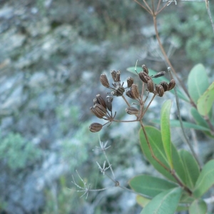 Photographie n°18655 du taxon Bupleurum fruticosum L.