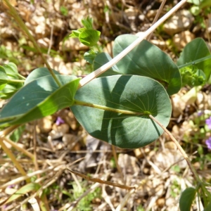 Photographie n°18660 du taxon Bupleurum rotundifolium L.