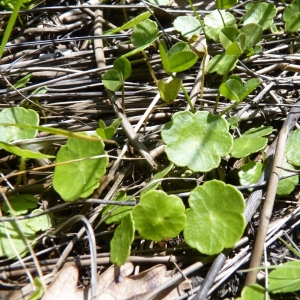 Photographie n°18662 du taxon Hydrocotyle vulgaris L. [1753]