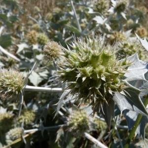 Photographie n°18666 du taxon Eryngium maritimum L. [1753]