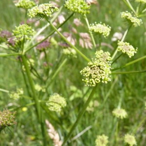 Mylinum pyrenaeum (L.) Bubani (Angélique des Pyrénées)