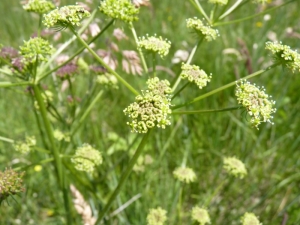 Mathieu MENAND, le  3 juillet 2010 (Vitrac-en-Viadène)
