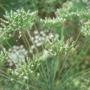 Photographie n°18686 du taxon Ammi majus L. [1753]