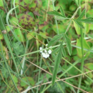 Photographie n°18698 du taxon Torilis arvensis subsp. arvensis