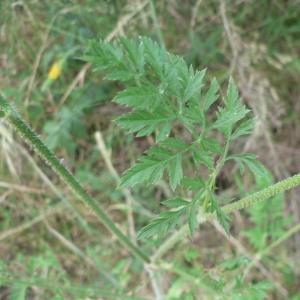 Photographie n°18702 du taxon Daucus carota subsp. carota
