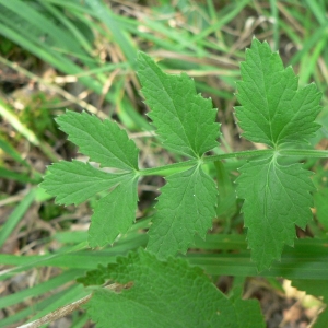 Photographie n°18703 du taxon Pimpinella major (L.) Huds. [1762]