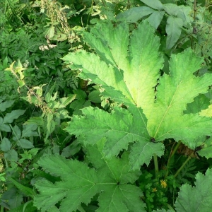 Photographie n°18704 du taxon Heracleum pyrenaicum Lam. [1785]