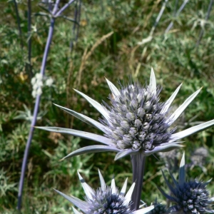 Photographie n°18716 du taxon Eryngium bourgatii Gouan [1773]