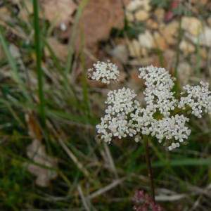 Photographie n°18728 du taxon Seseli montanum L. [1753]