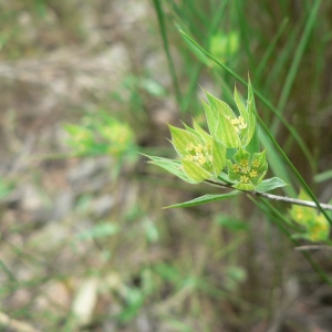 Photographie n°18735 du taxon Bupleurum baldense Turra