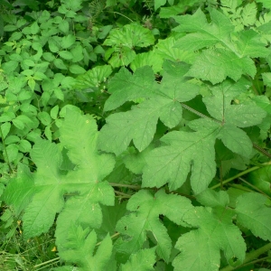 Photographie n°18737 du taxon Heracleum sphondylium subsp. sphondylium 