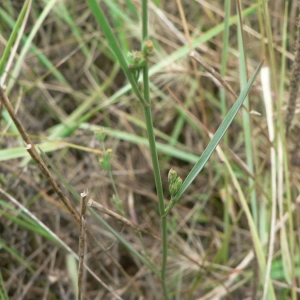 Photographie n°18739 du taxon Bupleurum tenuissimum L. [1753]