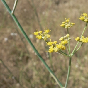 Photographie n°18740 du taxon Foeniculum vulgare Mill. [1768]