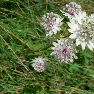 Photographie n°18743 du taxon Astrantia major subsp. involucrata (W.D.J.Koch) Ces. [1844]