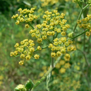 Photographie n°18752 du taxon Pastinaca sativa subsp. urens (Req. ex Godr.) Celak. [1875]