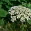  Mathieu MENAND - Daucus carota subsp. carota