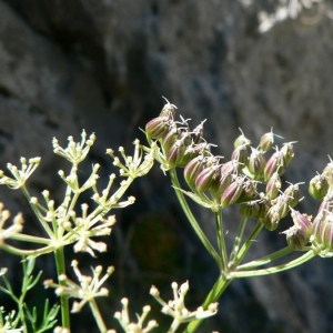  - Dethawia splendens (Lapeyr.) Kerguélen [1993]