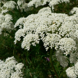 Photographie n°18766 du taxon Coristospermum lucidum (Mill.) Reduron, Charpin & Pimenov [1997]