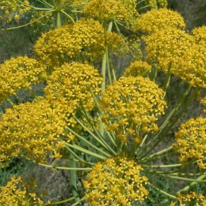 Photographie n°18772 du taxon Thapsia villosa L. [1753]