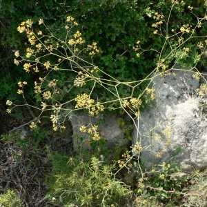 Photographie n°18773 du taxon Bupleurum rigidum L. [1753]