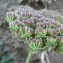  Mathieu MENAND - Daucus carota subsp. gummifer (Syme) Hook.f. [1884]