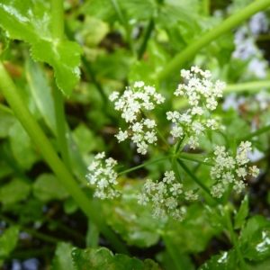 Sium oblongifolium St.-Lag. (Berle à feuilles étroites)