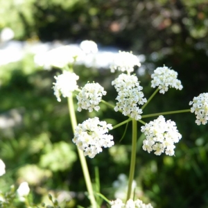 Ligusticum carvi (L.) Roth (Carvi)