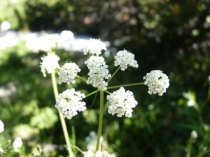Mathieu MENAND, le 16 juillet 2010 (Eyne)