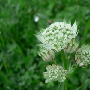 Photographie n°18786 du taxon Astrantia major subsp. involucrata (W.D.J.Koch) Ces.