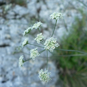 Photographie n°18789 du taxon Seseli longifolium L. [1759]