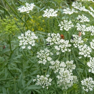 Photographie n°18791 du taxon Ammi majus L. [1753]