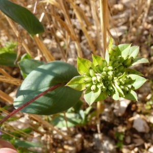 Photographie n°18792 du taxon Bupleurum rotundifolium L.