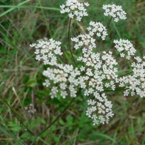 Photographie n°18800 du taxon Pimpinella saxifraga L. [1753]