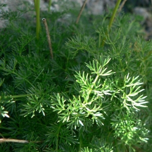 Telelophus tenuifolius Dulac (Dethawie à feuilles fines)