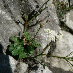 Photographie n°18825 du taxon Pimpinella saxifraga L. [1753]