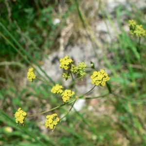 Photographie n°18839 du taxon Bupleurum ranunculoides L. [1753]