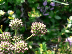 Mathieu MENAND, le 15 août 2009 (Auzat)