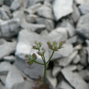  - Torilis arvensis subsp. purpurea (Ten.) Hayek [1927]