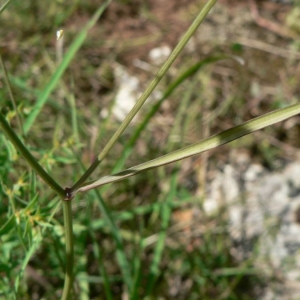 Photographie n°18847 du taxon Bupleurum baldense Turra